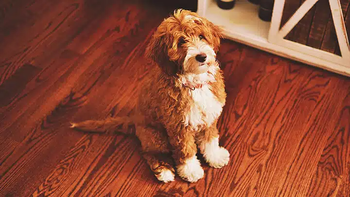 Clean ReCoat refinishing pet damaged wood floors