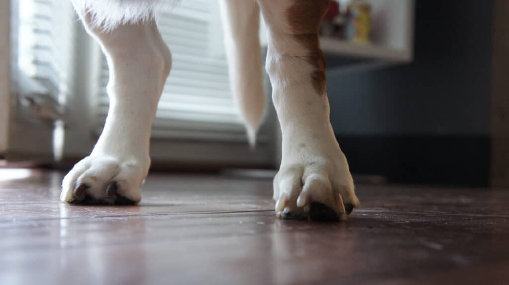 Refinish wood floors in only a day with Clean ReCoat