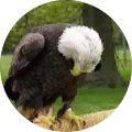 An image of a perched bald eagle with its head bowed, uploaded as a profile image by satisfied ReCoat Revolution customer, Kory Jacobs.