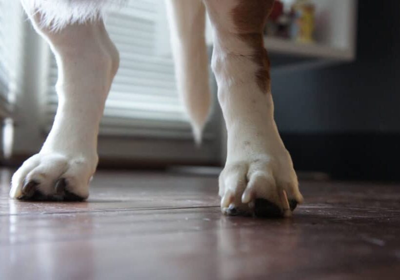 Refinish wood floors in only a day with Clean ReCoat